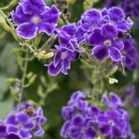 デュランタ,デュランタ 宝塚,デュランタ 宝塚,クマツヅラ科,散歩道の花の画像