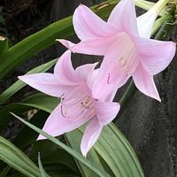 乙女心,我が家の花,癒しの花,乙女ピンク,美しく咲くの画像