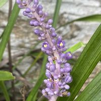 ヤブラン,ヤブラン,ヤブラン,ヤブラン,庭の画像