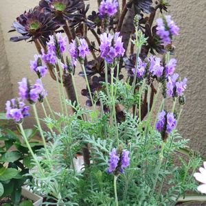 多肉植物,ベランダガーデン,癒し,今日のお花,毎月16日は色の日の画像