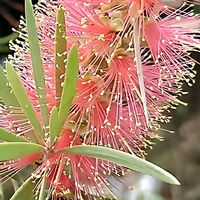 ブラシの木,カリステモン  ピンクシャンパン,カリステモン  ピンクシャンパン,ブラシの木（金宝樹）,花のある暮らしの画像