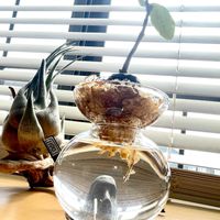 セレリアナ,ヒドノフィツム フォルミカルム,水耕栽培,流木,発根の画像