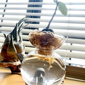 セレリアナ,ヒドノフィツム フォルミカルム,水耕栽培,流木,発根の画像