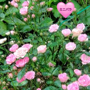 ミニバラ,ミニバラ,ワンダーファイブ,庭の花,花のある暮らしの画像