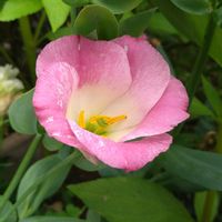 トルコキキョウ,花のある暮らし,心に笑顔の花を,木曜日は桃色,玄関アプローチの画像