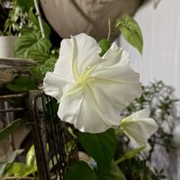 ユウガオの画像