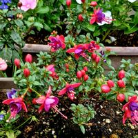 フクシア,私のお気に入り,可愛い花,綺麗な花,穏やかな時間の画像