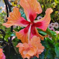クレオメ,ハイビスカス,ハイビスカス,ベコニア,鉢植えの画像