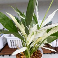 サンスベリア,スパティフィラム,斑入りスパティフィラム,観葉植物,成長記録の画像