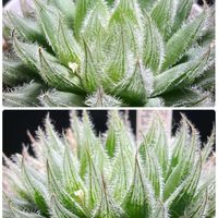 アロエ,ハオルチア,ハオルチア,アガベ,多肉植物の画像