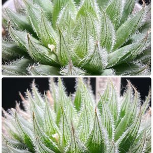 アロエ,ハオルチア,ハオルチア,アガベ,多肉植物の画像