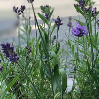 イングリッシュラベンダー,イングリッシュラベンダー,つのたんの朝顔市曜白朝顔,植中毒,過去picの画像