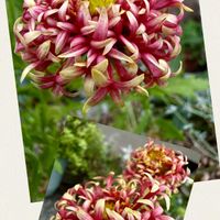 ガイラルディア,ガイラルディア ガリア,鉢植え,キク科,花咲く乙女たち♡の画像