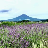 ラベンダー,iPhone撮影,夏の富士山,河口湖大石公園,あなたを待っていますの画像
