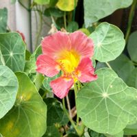 ナスタチウム,金蓮花,ナスタチウム　パープルエンペラー,種まきっ子,種からの画像