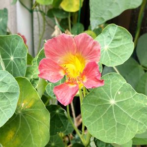 ナスタチウム,金蓮花,ナスタチウム　パープルエンペラー,種まきっ子,種からの画像