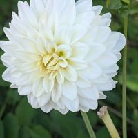 クチナシ,ダリア,ムクゲ,お花,ウォーキングにての画像