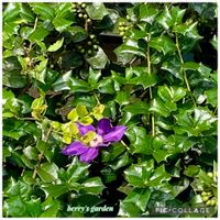 クレマチス,ポーチュラカ,カノコユリ,いつもありがとう♡,花のある暮らしの画像