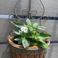 ペンタス,ニチニチソウ キャンディスパークル パールホワイト,ハンキング,鉢植え,ガーデニングの画像