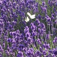 ラベンダー,イングリッシュラベンダー,イングリッシュラベンダー,今日のお花,花と生き物の画像