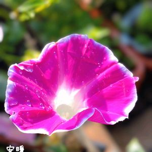 ツバメ朝顔,種まき,花のある暮らし,お花を楽しむ,タネまきの画像