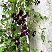 カラミンサ,グロリオサ,クレマチス ロマンチカ,パイナップル　サングリア,ダイアンサス・ジョルト　ピンクマジックの画像