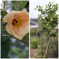 ハス,ハマボウ,ハマボウ,なつ,海浜植物の画像