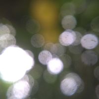 グレープフルーツ,種から,無農薬栽培,実りに感謝,SDGsの画像
