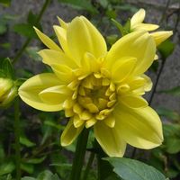 ユウスゲ,コレオプシス,ダリア,可愛い,癒やされての画像