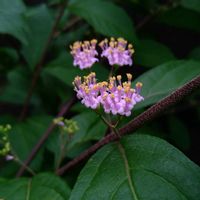 コムラサキ,小さな花,花のある暮らし,SDGs,心に笑顔の花をの画像
