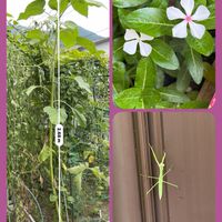 ヒマワリ,ヒマワリ,ブルーベリー,日々草,日々草の画像