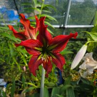 アマリリス,球根,球根植物,花のある暮らし,園芸男子の画像