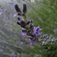 ラベンダー,フレンチラベンダー,イングリッシュラベンダー,今日のお花,東京都薬用植物園の画像