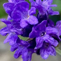 ラベンダー,レースラベンダー,イングリッシュラベンダー,花のある暮らし,GSに感謝。の画像