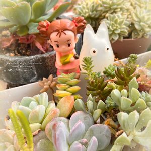 ブロウメアナ,多肉植物 寄せ植え,姫ひまわり,女雛錦,キクイモモドキの画像