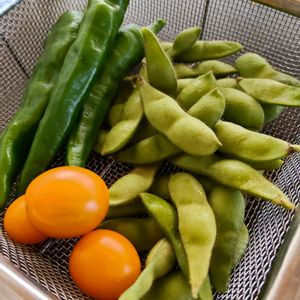 鉢植え,夏野菜,家庭菜園の画像