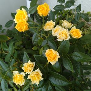 ミニバラ,ミニバラ鉢植え,バルコニー/ベランダ,ベランダの画像