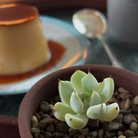 エケベリア,ネフロレピス,クスピダータ メンチャカ,クスピダータ　メンチャカ　ザラゴーサ,多肉植物の画像