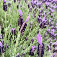 フランネルフラワー,ラベンダー,フレンチ・ラベンダー,外出先にて,今日のお花の画像