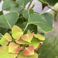 ナンキンハゼ,ナンキンハゼの実,GSのみなさんに感謝♡,木曜日は木に咲く花,木曜日は木の画像