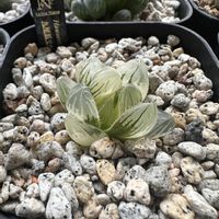 オブツーサ,ハオルチア,オブツーサ錦,多肉植物,ハオルチア属の画像