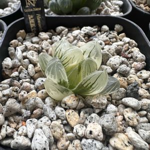 オブツーサ,ハオルチア,オブツーサ錦,多肉植物,ハオルチア属の画像