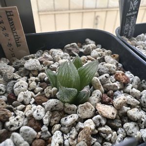 ハオルチア,ベヌスタ,ハオルチア モンロー,多肉植物,ハオルチア属の画像
