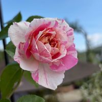 花のある暮らし,色あざやか,バラを楽しむ,庭の画像