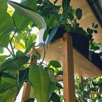 ゴムの木,Ficus callosa,観葉植物,クワ科,熱帯植物の画像