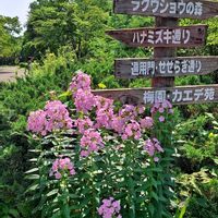 ヒマワリ,フヨウ,フロックス,フロックス,フロックスの画像