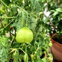 フウセンカズラ,花のある暮らし,緑のある暮らし,iPhone撮影,世界平和の画像
