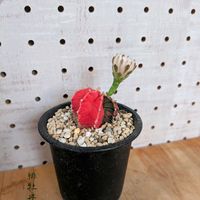 サボテン,緋牡丹錦,サボテン科,屋外管理,フォントで遊ぼ( ¯෴¯ )の画像