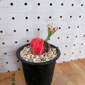 サボテン,緋牡丹錦,サボテン科,屋外管理,フォントで遊ぼ( ¯෴¯ )の画像