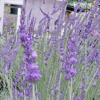 ラベンダー,アロマ,ハーブのある暮らし,今日のお花,ねこと緑のある暮らしの画像